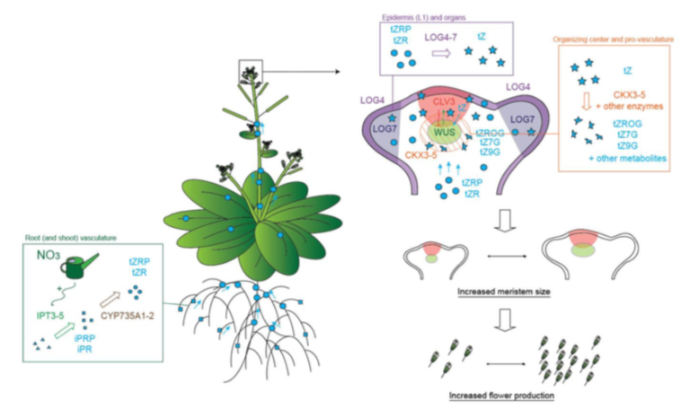 Arabidopsis thaliana genes picture
